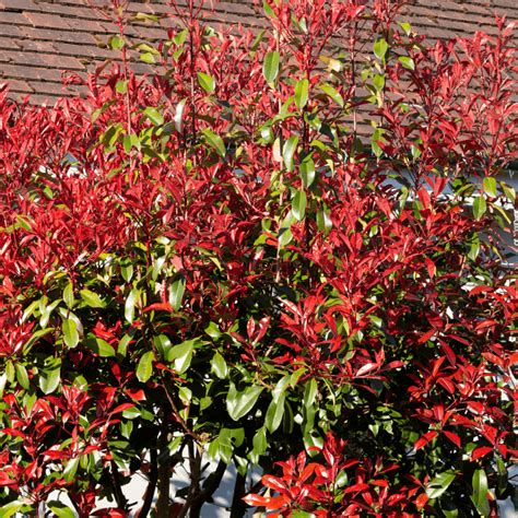 Expert Guide Photinia Red Robin (Photinia x fraseri).